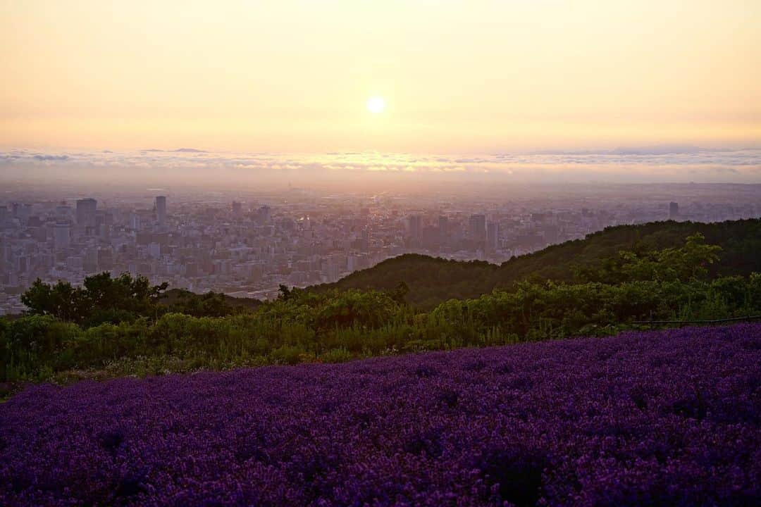 poroco（ポロコ）さんのインスタグラム写真 - (poroco（ポロコ）Instagram)「【poroco8月号の表紙は、札幌の有名な絶景スポット！】 8月号の表紙は、盤渓にある幌見峠ラベンダー園の風景✨✨ 写真は朝4:30〜5:30ごろに撮影したもので、朝日に染まるラベンダーがきれいです😆  夜景もきれいに見えるので、デートにもオススメです♪  #poroco #ポロコ #幌見峠ラベンダー園 #朝日 #札幌の絶景 #絶景 #flower_perfection #landscape #landscapephotography #sunrise」7月21日 16時38分 - poroco_magazine