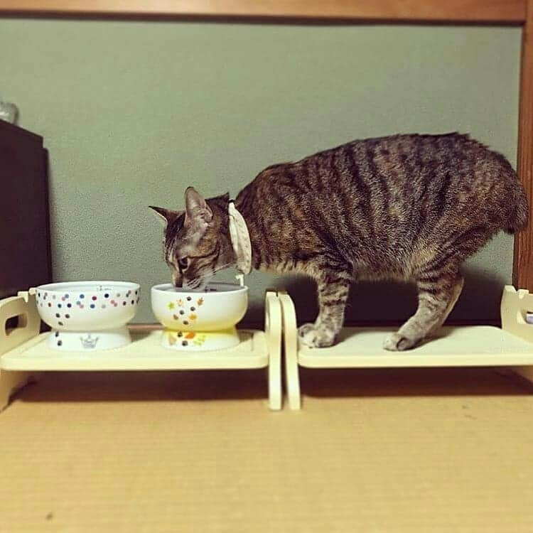 猫壱（ねこいち•ネコイチ）さんのインスタグラム写真 - (猫壱（ねこいち•ネコイチ）Instagram)「【Instagramに投稿して猫壱商品を貰っちゃおう✨】 ▫ 飲む場所がちょっと違う😁 ▫ ▫ #そこでお水を飲むのが飲みやすかったのかな？ #今日もしっかり水分補給してね✨ ▫ ▫ :::::::::#猫壱 ::::::: #猫壱キャンペーン 7月は#ハッピーダイニング ウォーターボウル が対象です✨ 対象商品をお持ちの皆様、ぜひご応募くださいね❤ ▫ ▫ Instagramに登場した商品はプロフィールのリンクよりご覧いただけます🎶 気になる方は @necoichicojp からチェックしてくださいね❤ ▫ ▫ #限定脚付ウォーターボウル Repost from @nogisaboharuten thank-you💕💕💕💕」7月21日 8時23分 - necoichicojp