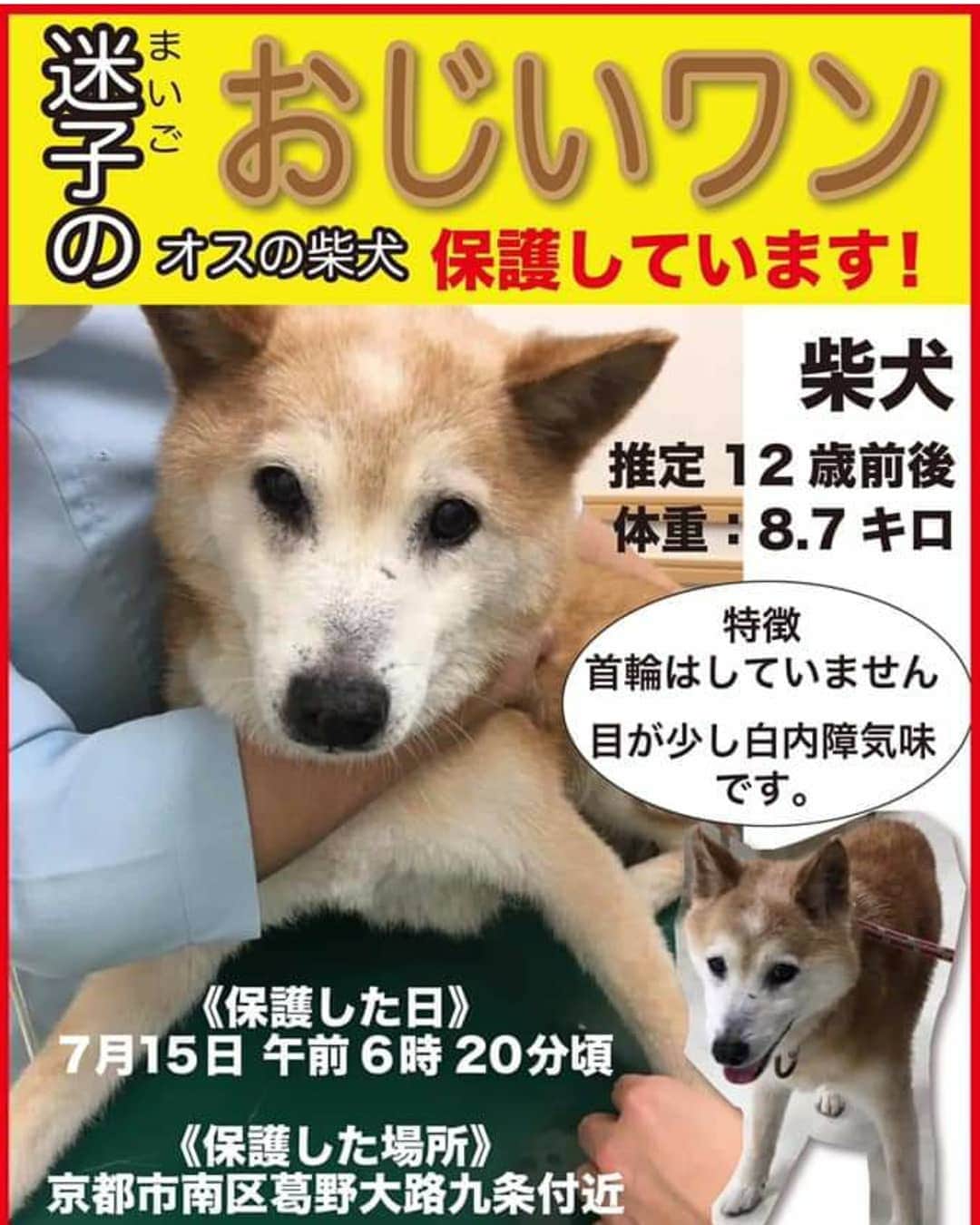 ハナとソラさんのインスタグラム写真 - (ハナとソラInstagram)「#迷子犬 #迷子犬情報 #迷子犬の掲示板  7月15日(月曜日) AM6:20頃 京都市南区葛野大路九条付近 で保護されました。  警察や衛生センターには届け済みです。  お心当たりのある方は、 080-9601-7769 高木様までご連絡お願いします🙇‍♀️⤵️ * 警察署ではエアコン設備のないところに置かれていたので、高木様が所定の手続きを取ってご自宅で預かっておられます。 * #柴犬 #しばいぬ #しばすたぐらむ」7月21日 8時56分 - nsdikm_hanasora
