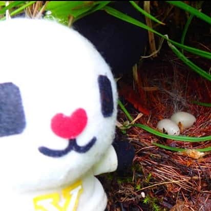 テレ朝newsさんのインスタグラム写真 - (テレ朝newsInstagram)「滝の途中でみつけた鳥の巣！中にはなんと卵が二つありました。無事に雛がかえるといいですね。 ・ ・ #冒険ゴーちゃん。#テレビ朝日 #テレ朝 #news #六本木 #japan #テレビ #テレビが好きな人と繋がりたい #写真 #写真好きな人と繋がりたい #photography #nofilter #ゴーちゃん #ごーちゃん #panda #おでかけ #fun #climbing #ぬいどり #栃木 #矢板 #沢登り #おしらじの滝 #幻の滝 #箒川　#桜沢　#TrailRunning　#沢ヤさん」7月21日 9時20分 - tv_asahi_news