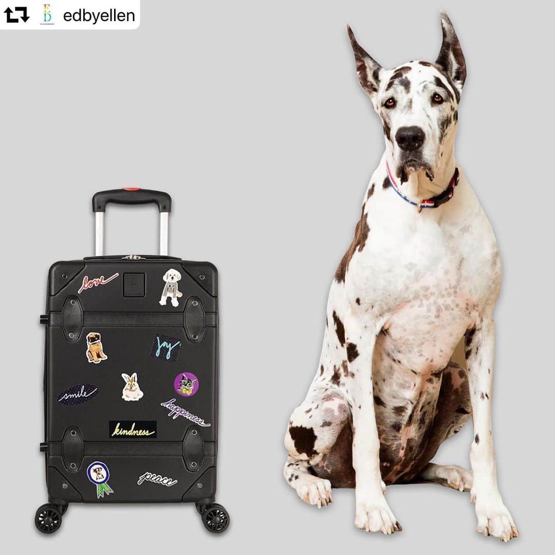 エレン・デジェネレスさんのインスタグラム写真 - (エレン・デジェネレスInstagram)「Check out the new ED luggage on EDbyEllen.com! Dog included for scale, and adorableness. #EDEllenDeGeneres  #repost @edbyellen ・・・ Introducing the EDorable #EDEllenDeGeneres luggage collection on EDbyEllen.com/luggage 🧳 Where will you travel?」7月21日 9時38分 - ellendegeneres