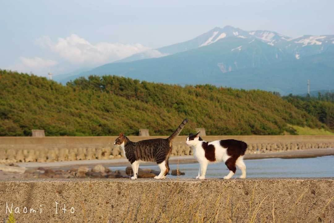 NEKOくらぶさんのインスタグラム写真 - (NEKOくらぶInstagram)「|| 止まらないで進んで～！⠀ *⠀ Facebookから、Naomi Itoさんの作品ですにゃ（＝ΦωΦ＝）⠀ *⠀ 投稿いただいたURL⠀ https://www.facebook.com/photo.php?fbid=2507925859438349⠀ *⠀ いいね！＆コメント大歓迎！！⠀ *⠀ #nekoclub #NEKOくらぶ #Japan #Photo #写真 #日本 #cat #ネコ #ねこ #猫 ⠀ Follow: @nekoclub_jpn⠀ *⠀ ▼【廣済堂出版共同企画】NEKOくらぶの皆さまとつくる「NEKOくらぶ写真集」、発売中♪（＝ΦωΦ＝）⠀ ※詳細は本アカウント「 @nekoclub_jpn 」のプロフィールに固定しているハイライトから」7月21日 10時00分 - nekoclub_jpn