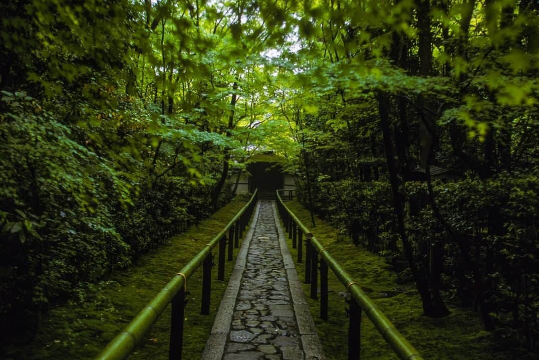 Michael Yamashitaさんのインスタグラム写真 - (Michael YamashitaInstagram)「The path to the tea garden at Koto-in, Kyoto, Japan. Though most famous for fall foliage hues, I prefer this summertime view in soft green, saturated by rain. #kyoto #japan #japanesegarden」7月21日 10時00分 - yamashitaphoto