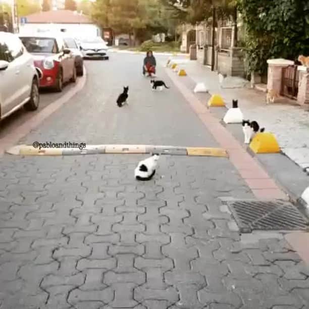 のインスタグラム：「Boss: Why were you late to work today? Me:⠀ ⠀ 📹@pabloandthings⠀ ⠀ #meowed #pabloandthings #thisisheaven」