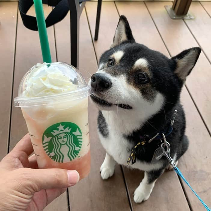 くろさんのインスタグラム写真 - (くろInstagram)「🍑ピーチ オン ザ ビーチ フラペチーノ® #豆も気になるぅ  #ピーチなんちゃら #ピーチなんちゃらフラペチーノ #ピーチオンザビーチフラペチーノ #ピーチオンザビーチフラペチーノ® #スタバ #スターバックス #スターバックスコーヒー #EXPASA談合坂サービスエリア #EXPASA談合坂サービスエリア下り線店 #スターバックスコーヒーEXPASA談合坂サービスエリア下り線店」7月21日 10時12分 - m6bmw