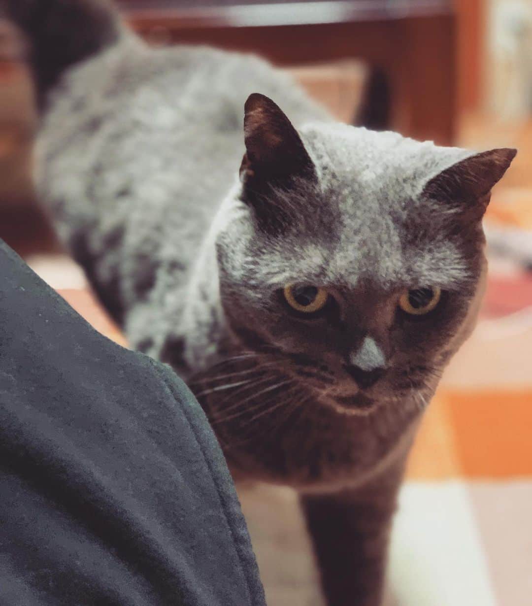 チキン南蛮カレーのルウ王子のグルメインスタ