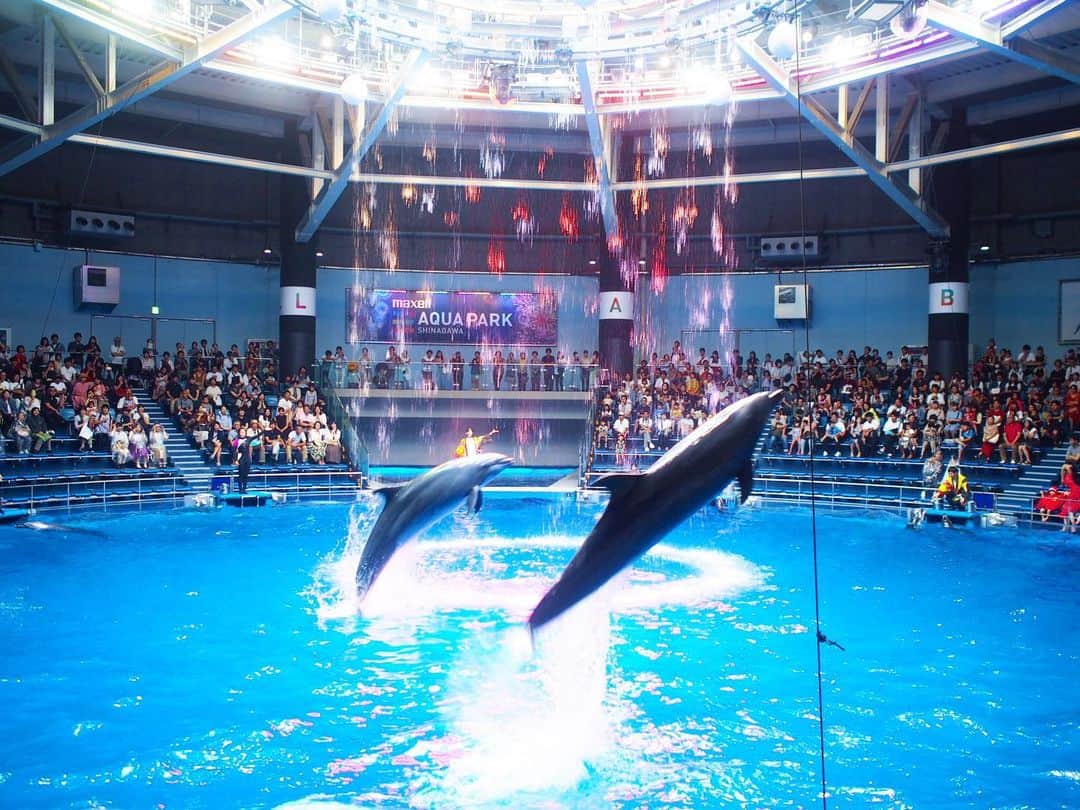 藤本恵理子さんのインスタグラム写真 - (藤本恵理子Instagram)「Amazing dolphin’s show at Shinagawa aquarium 🐬 品川アクアパークへ。初めてのイルカショーに娘は大興奮。私もリニューアルされてから初めてだったので、迫力が増してて感動しました🐬 #dolphin #dolphinshow #summer #aquarium #amazing #japan #shinagawa #shinagawaaquapark #イルカ #イルカショー #品川アクアパーク #돌고래 #수족관」7月21日 10時30分 - eriko_fujimoto_0802