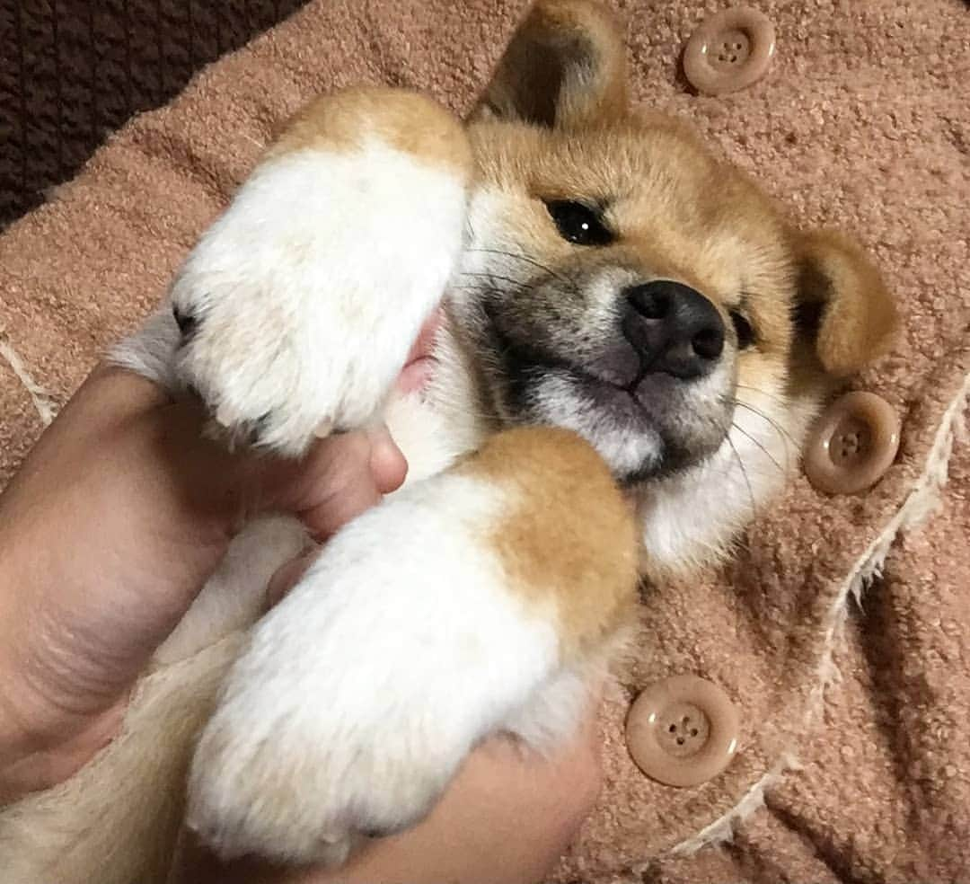 柴犬たま Shibainu Tamaのインスタグラム