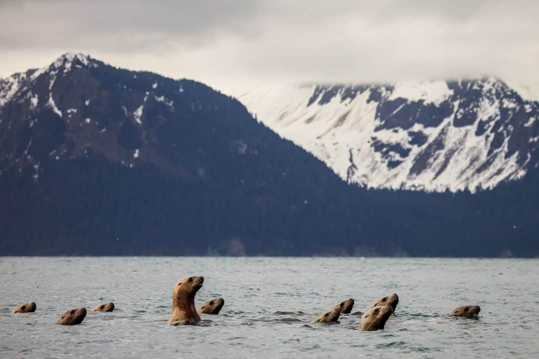 ナショナルジオグラフィックさんのインスタグラム写真 - (ナショナルジオグラフィックInstagram)「Photo by Ronan Donovan @ronan_donovan | A pod of Steller sea lions inspects the activity on the surface of Resurrection Bay, near Seward, Alaska. As I hiked along the shoreline, all these heads just started popping up in front of me. It was surprising to see these 1,000- to 2,000-pound bodies bobbing up and down. To see more images of wildlife from around the world follow @ronan_donovan」7月21日 10時33分 - natgeo