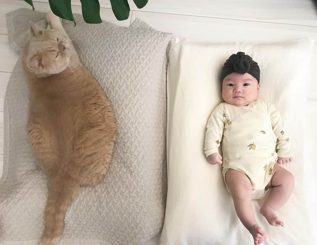 濱中鮎子のインスタグラム：「おはようございます。 昨夜もよく眠ったレモン姫。  チャイにぃちゃんとの体格差、少し縮まったかな？😂 * #レモン姫🍋👸 #cat #ネコ #小心者の親分 #チャイ坊 #チャイ #chai #britishshorthair #ブリティッシュショートヘア #クラッシュフェイス #ぶチャイく #愛の交歓」