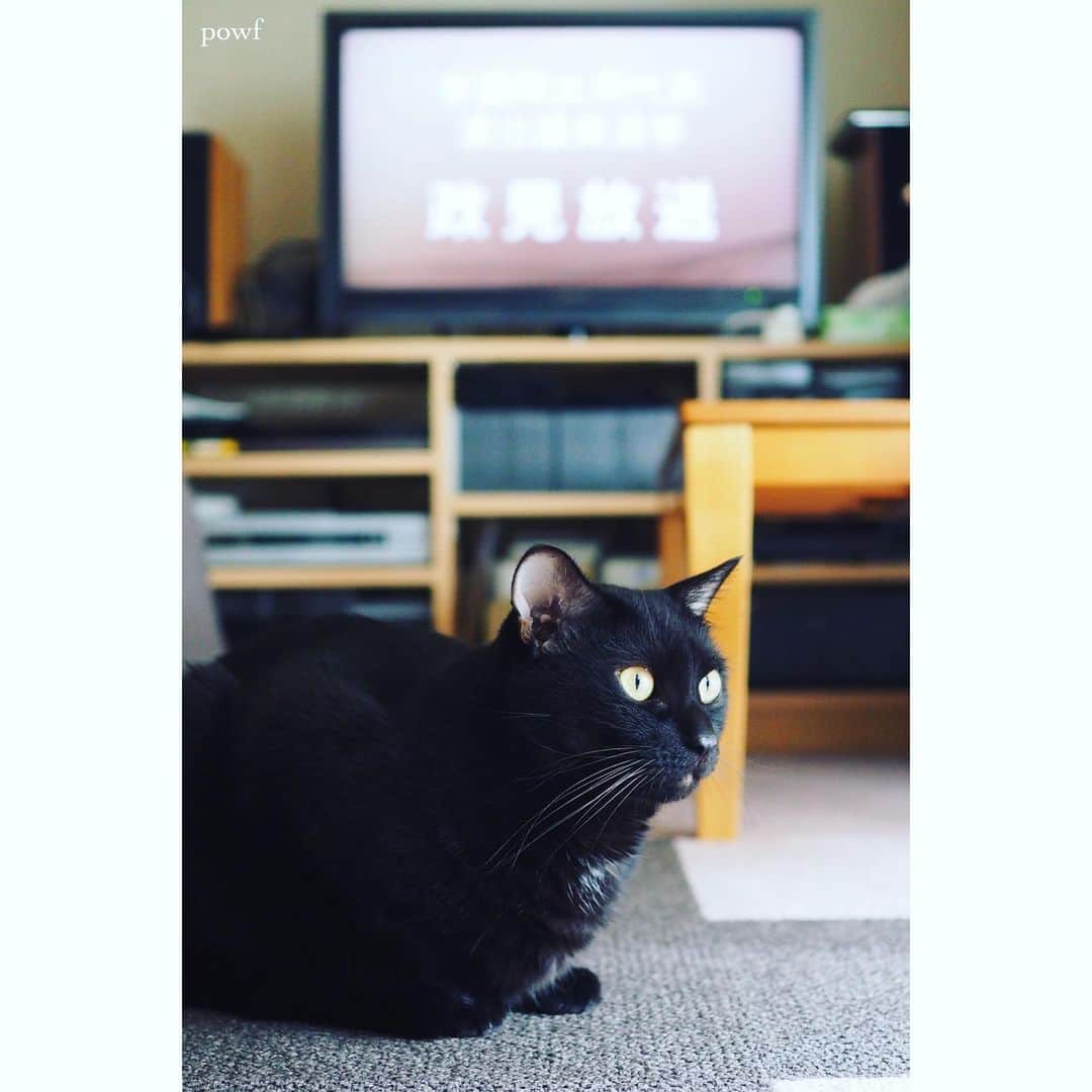 anemone_69のインスタグラム：「. 投票行かなきゃ!! . #投票行こう #参議院選挙 . . #ハカセとキョウジュ #blackcat #黒猫 #cat #猫 #保護猫 . . .」