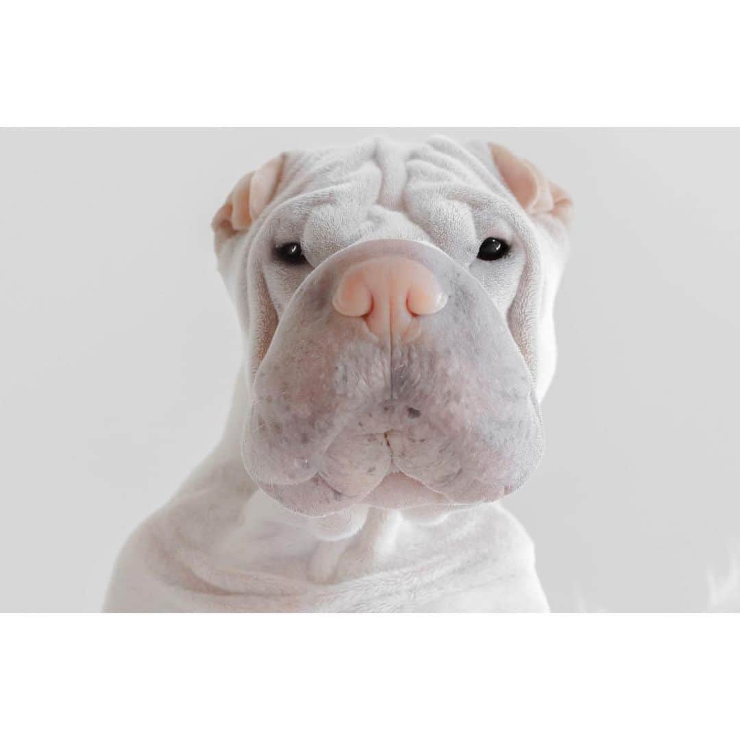 annie&pADdinGtoNさんのインスタグラム写真 - (annie&pADdinGtoNInstagram)「☁️ #paddington #sharpei #sharpeioftheday #sharpeioftheworld #sharpeiofinstagram #topsharpei #wrinkles #dog #dogsofinstagram #doglover #doglife #dog_features #instagood #weeklyfluff #pastel #mybestfriend」7月21日 10時40分 - anniepaddington
