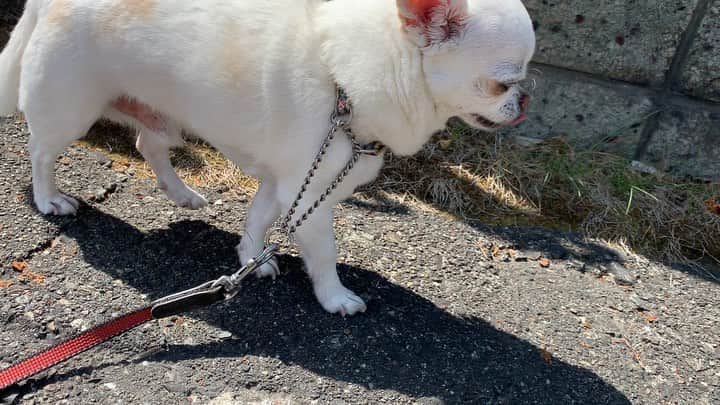 KORIKIのインスタグラム：「おはようございます♪ * #dogofsapporo #dog, #dogs, #dogstagram,#chihuahua,#犬バカ部,#チワワ,#koriki, #hanadog #白スムチ連合会, #スムチー,  #dogofthedayjp, #dogoftheday  #ilovemydog #instadog #instapet #WhiteChihuahua  #吉娃娃 #치와와  #dogsofinstagram #Chihuahualover  #チワワの輪 #barkbox #WhiteChihuahuaParty #もふもふモフモフ」