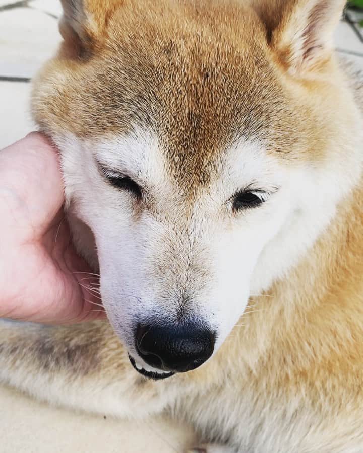 のインスタグラム：「#しばいぬまめ丸 #柴犬まめ丸 #shiba  #shibastgram  #shibainu #shibalove #shibagram  #しばけん #柴犬マニア #柴犬大好き  #柴犬 #柴犬部 #柴犬好き #柴犬好きな人と繋がりたい  #柴犬の癒し #shibadog #shibalove #shibagram #shibamania #shibaken #shibalovers #shibastagram #shiba_snap」