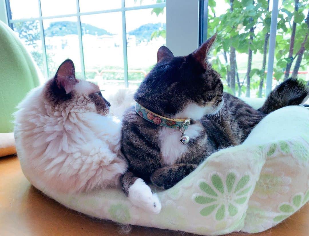 takegaeruのインスタグラム：「今朝はみっちり😽😽 #cat #猫 #ragdoll #ラグドール #ホワイトポッチーズ #よもねこ #よもぎねこ #キジトラ #きじとら」