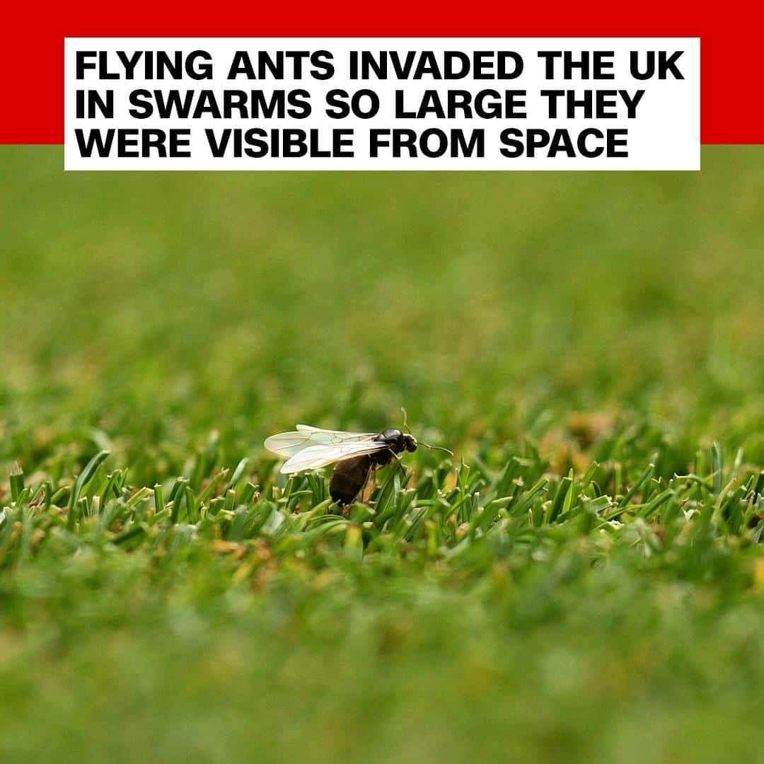 CNNさんのインスタグラム写真 - (CNNInstagram)「Every year, England experiences a day—aptly named Flying Ant Day— that is filled with swarms of flying ants, and this year the volume of insects was so large that it was seen from space 🐜😱This year, space radars mistook them for storms. "Flying ants!!! Swarms of them flying into the sky in S Eng are being picked up as rain on the radar image this morning…!” said a meteorologist for BBC Weather on Twitter. (📸: Oli Scarff/ AFP/ Getty Images)」7月21日 10時58分 - cnn