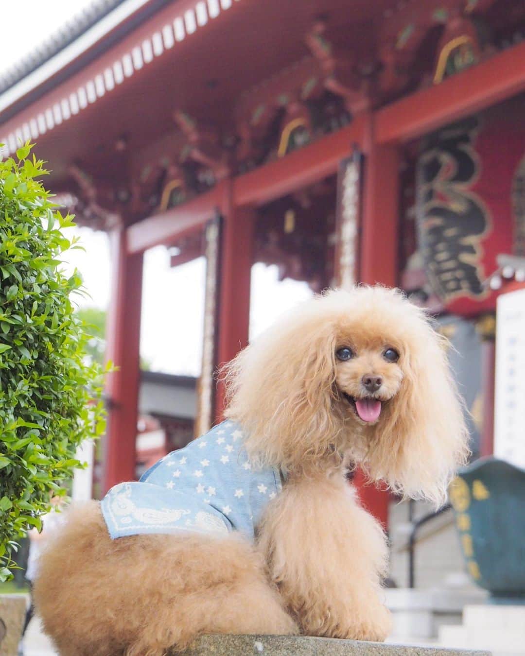 Toypoodle Mikuru?Asakusa Tokyoのインスタグラム：「20190721 Sunday. Good morning! Friends 💖 湿度の高いあさんぽ🥴 . ❶ 観音堂まえより👋🏻 ❷ うまうま争奪はベストポジションキープよ！動画🤟🏻 ❸ もっともっと ❹ 雷門でまってるよ👐🏻 ❺ 浅草パパに会えた😆 @opuchan1124  ❻ もはや法則ではなくなった、みくるの法則動画😅 引きロングバージョン(いつもより) . あさんぽから帰ってきて暫くしたら またまた雨が☔️☔️☔️ 湿度高くなるし、お散歩できなくなるし やだなぁ 午後の予定は みきゅるんお留守番かなぁ🥺 . #浅草寺 #雷門 #センターはゆずれない」