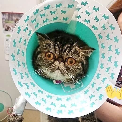 sippoさんのインスタグラム写真 - (sippoInstagram)「ネコも動物病院プロジェクトから先月のベストショットを紹介✨お二人目の写真は、ワクチンと注射💉がんばったうずだまちゃん @uzudama リンパ腫小さくなるといいね。エリザベスカラーからのぞく顔がかわいい🤣 . 病院に行ったら #ネコも病院 をつけて投稿してください📸キャリーバッグの写真も🆗。1投稿につき100円を不幸な猫たちのために寄付します🎀すでにプロジェクトとして計約46万円を寄付しました✨✨✨ みんなが健康になると、不幸な猫たちが救われます。病院に定期的に行って、長生き幸せ猫さんが増えますように😊 詳しくは「ネコも病院 」で検索、または↓ https://sippo.asahi.com/neko-byoin/ #sippo #ネコも病院」7月21日 11時14分 - sippo_official