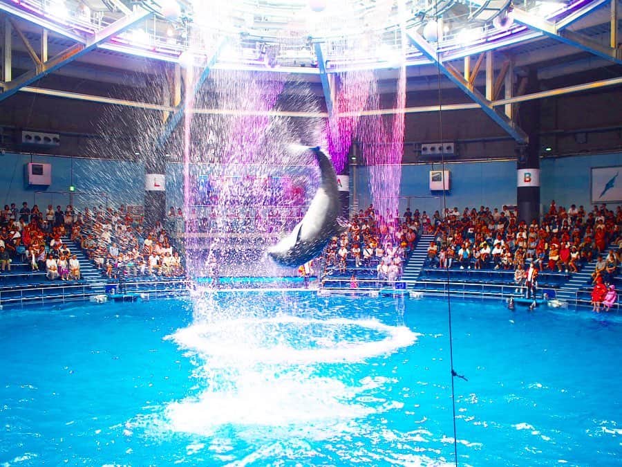 藤本恵理子さんのインスタグラム写真 - (藤本恵理子Instagram)「Amazing dolphin show 🐬 躍動感！✨ #dolphin #dolphinshow #summer #aquarium #instagood #photooftheday #amazing #japan #shinagawa #shinagawaaquapark #イルカ #イルカショー #品川アクアパーク #돌고래 #수족관」7月21日 11時23分 - eriko_fujimoto_0802