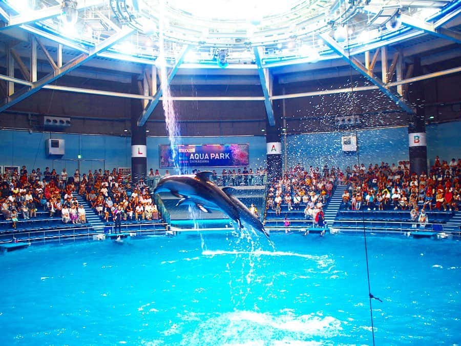 藤本恵理子さんのインスタグラム写真 - (藤本恵理子Instagram)「Amazing dolphin show 🐬 躍動感！✨ #dolphin #dolphinshow #summer #aquarium #instagood #photooftheday #amazing #japan #shinagawa #shinagawaaquapark #イルカ #イルカショー #品川アクアパーク #돌고래 #수족관」7月21日 11時23分 - eriko_fujimoto_0802