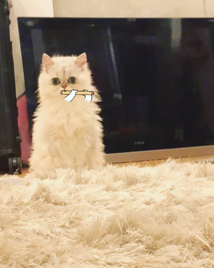 BeBeのインスタグラム：「Happy sunday🎼🎼 💓カメラにきずくとテンションが下がっていく😂😂😂 #cat #bebe #bebechannel #kitty #kittycat #meow #eyes #adorable #猫アプリ #persiancat #catsofinstagram #petsofinstagram #kittensofinstagram #ilovecat #hubcats #CATLIFE #猫 #ねこ #kawaii #catvideo #instamovie #funnyvideos」