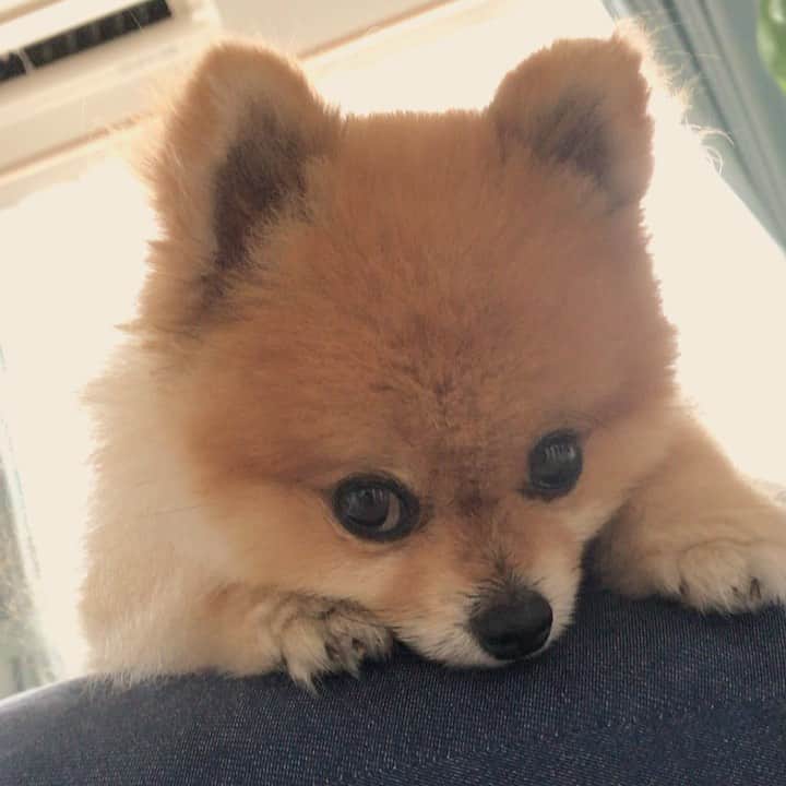 RIO POMEのインスタグラム：「リオの子守唄🐶 .  なぜかこの声掛けで寝落ちします💤 .  にいちゃんもうすぐ試験です💦  今朝はホットケーキが食べたいということで豆乳でホットケーキ焼きました🥞 ふんわりもっちりしておススメです😊  皆さまいい休日をね💕  #ポメラニアン #pomeranian  #犬 #dog #dogstagram#doglover #愛犬 #わんこ #ポメラニアン大好き #ポメラニアンが世界一可愛い #pom #ぽめらにあん #ポメ#pomeraniansofinstagram  #pomeranianlove #ふわもこ部 #いぬバカ部 #癒しわんこ#instapic#pomstagram #puppy #dogsofinstagram #cute#cutedog」