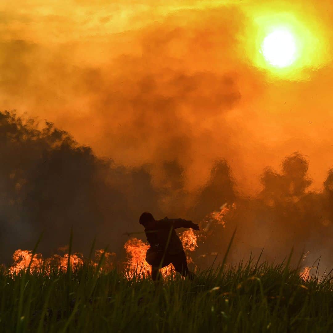 AFP通信さんのインスタグラム写真 - (AFP通信Instagram)「AFP Photo 📷 @wahyudhie13 - A Forest and land fire task force officer tries to douse a fire at a palm oil plantation in Pekanbaru, in Riau province, on July 20, 2019.」7月21日 12時11分 - afpphoto