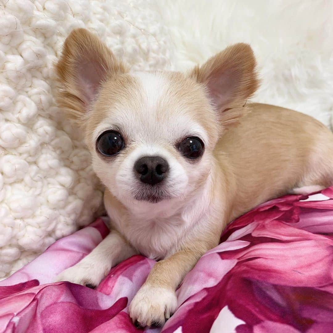 吉川ちかさんのインスタグラム写真 吉川ちかinstagram 眉毛の周りの白い毛が 濃くなってきてる 可愛い っ 年々白いのが出てきてる カットはノングルでしたよ Nongul Salon 夏場はつるつるんに 仕上げてもらってる いつもありがとうござい