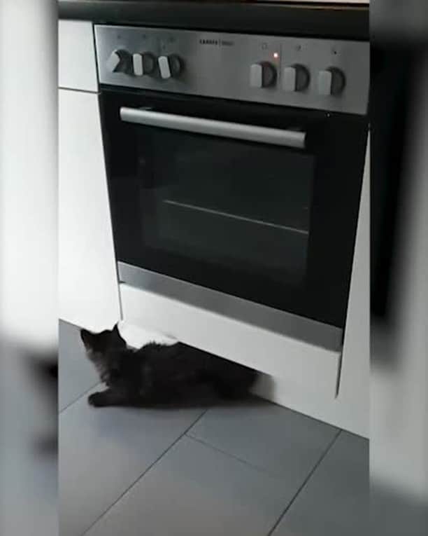 のインスタグラム：「HOW !?⠀ ⠀ 📹@self.pawtrait⠀ ⠀ #meowed #selfpawtrait #waitforit」