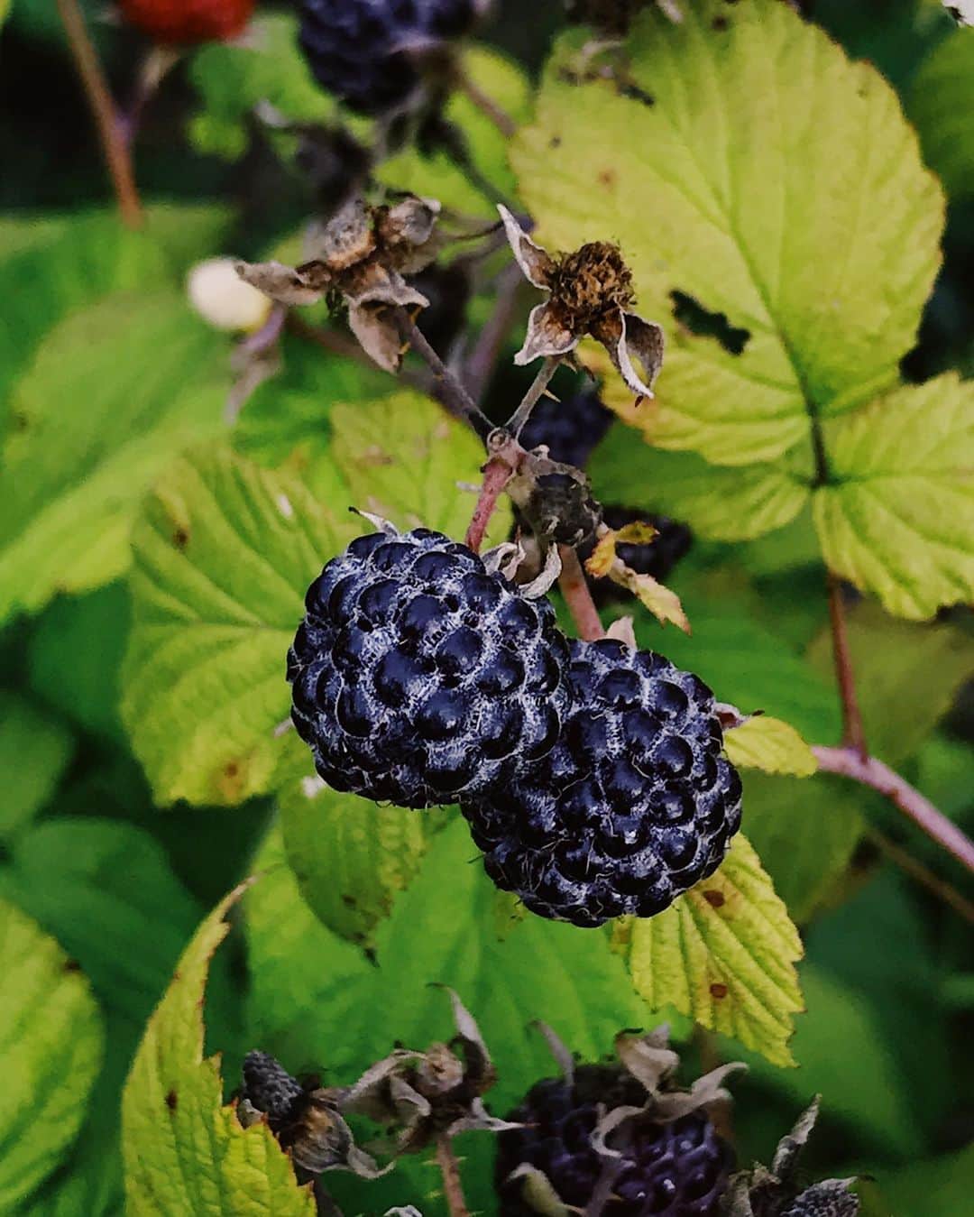 ナスチャさんのインスタグラム写真 - (ナスチャInstagram)「garden berries mood ♥️ my favorite one - black raspberry!! It tastes like nothing else!😍」7月21日 15時14分 - kiker_chan