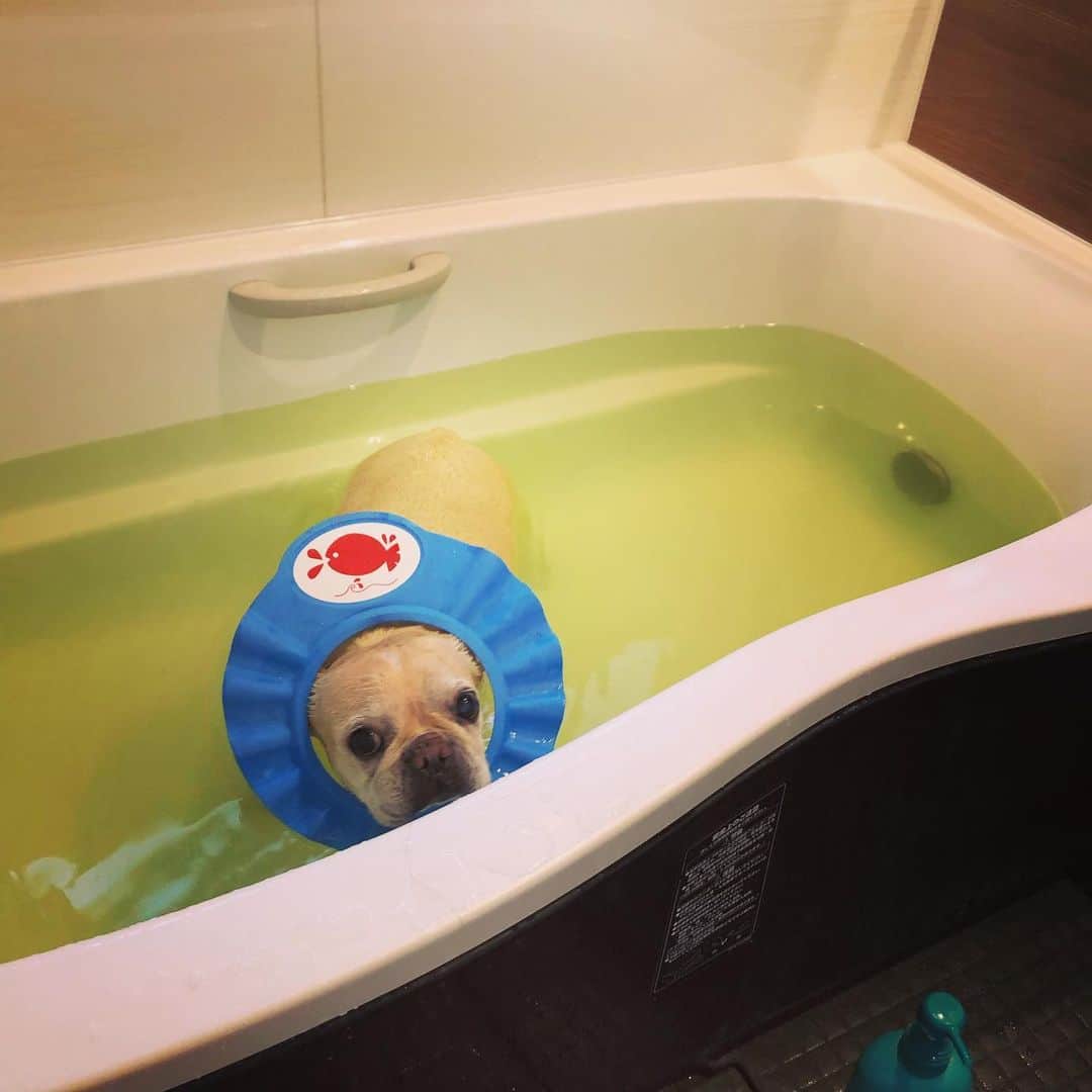 森本さやかさんのインスタグラム写真 - (森本さやかInstagram)「#残り湯で ごしごしキレイに🐖✨ #bathtime  #showertime  #cleanday  #frenchbulldog  #シャンプーハット #フレブル  #お風呂の日 🛀🧼」7月21日 15時28分 - sayakamorimoto1011