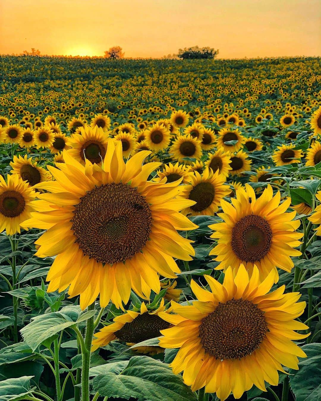 Hatice Korkmaz The Color Queenのインスタグラム：「Happy sunday🥰 Sunflower sea🌻❤️ #turkey #sunflower #love #nature」