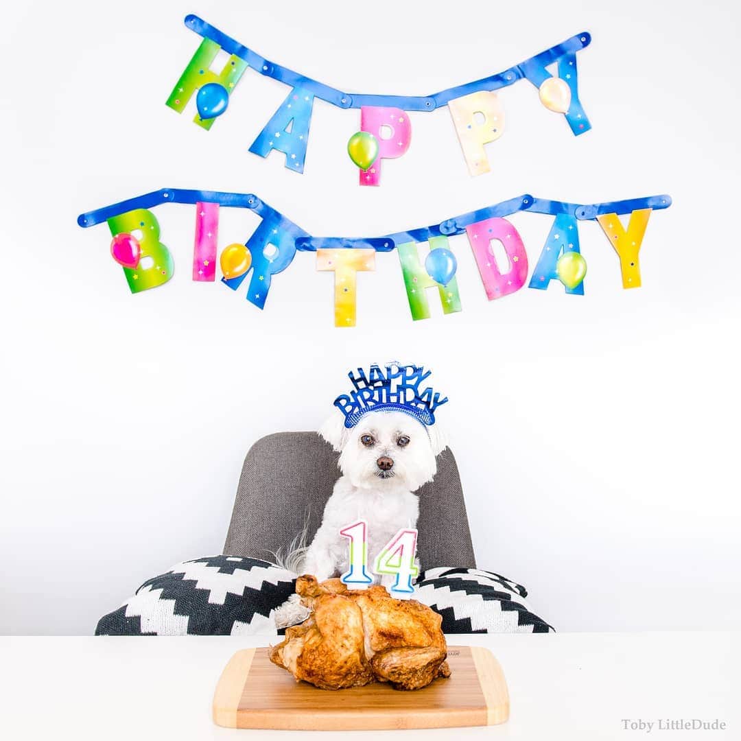 Toby LittleDudeのインスタグラム：「It's my birthday today! 🎂🎉🎈🎁」