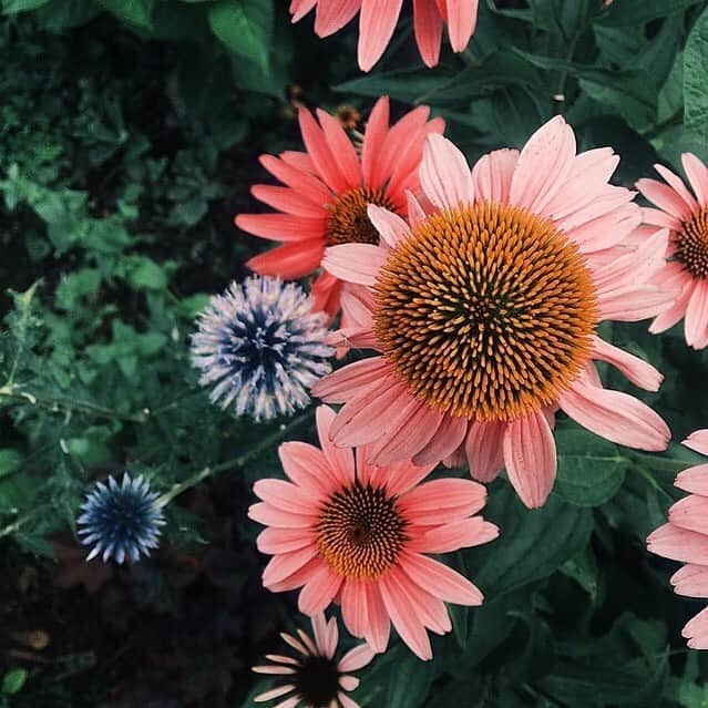 Grace Bonneyのインスタグラム：「This old photo from the #dscolor feed by @laurenswells always makes me smile. And it always makes me want to plant a field of cone flowers in our yard. But not this weekend. This heat is too much. Hope everyone out there is staying safe and cool 💛」