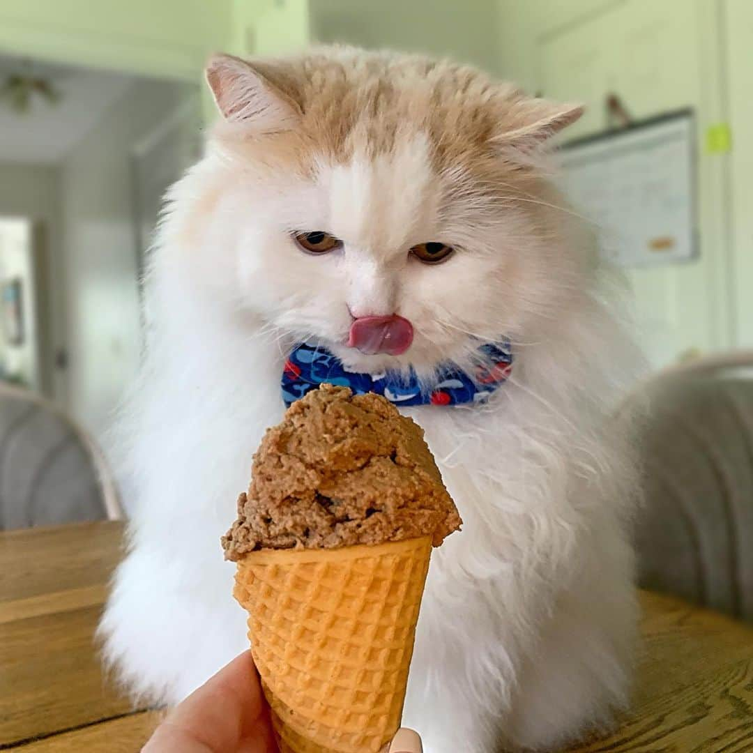 ソフィーさんのインスタグラム写真 - (ソフィーInstagram)「Oh it’s #nationalicecreamday? 👆🏻You get a cat food cone, 👈🏻👇🏻👉🏻 everybody gets a cat food cone!」7月22日 0時58分 - sophielovestuna