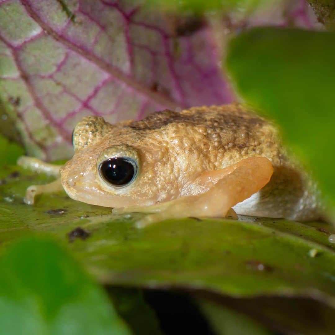 アニマルプラネットさんのインスタグラム写真 - (アニマルプラネットInstagram)「This little cutie is the Kihansi spray toad. It was almost extinct, but zoos across the US have worked hard to reintroduce 2,500 back to the wild in Tanzania! . . . . . . #animalplanetupclose #animalsofinstagram #animalplanet #animaloftheday #wild #wildlife #outdoors #animals #wildanimals #conservation #nature #animallovers #instanature #wildgeography #kihansispraytoad #toad」7月22日 1時00分 - animalplanet