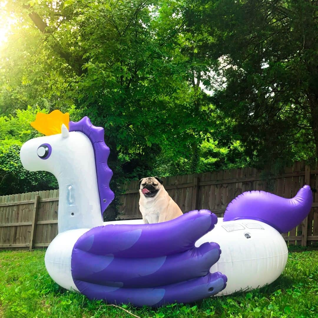 itsdougthepugさんのインスタグラム写真 - (itsdougthepugInstagram)「"I have the float, who's got the pool?" -Doug」7月22日 1時01分 - itsdougthepug