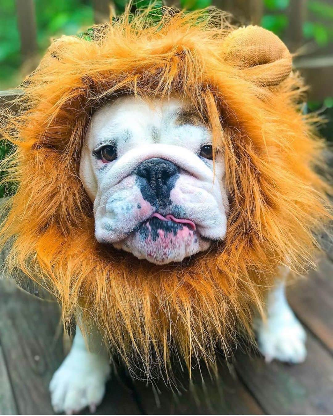 DogsOf Instagramのインスタグラム：「“Hakuna Matata 🦁 👑 #itmeansnoworries” writes @eggnogthebulldog  #dogsofinstagram」