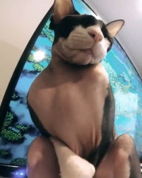 Cats of Instagramのインスタグラム