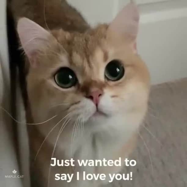 のインスタグラム：「I just want to breathe the same air as you do 🔊🔊⠀ ⠀ 📹@maple.cat ⠀ ⠀ #meowed #britishshorthair #maplecat #maple #🍁 #soundon #volumeup #🔊」