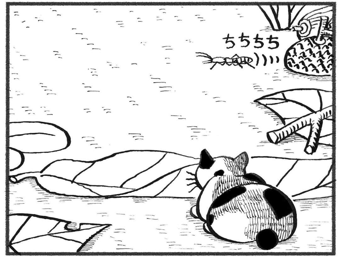 相原コージさんのインスタグラム写真 - (相原コージInstagram)「ジワる猫漫画『こびとねこ』発売中です。 #こびとねこ #ねこ #こびと #漫画 #シロアリ #狩り #cat #manga #comic」7月21日 17時37分 - kojiaihara