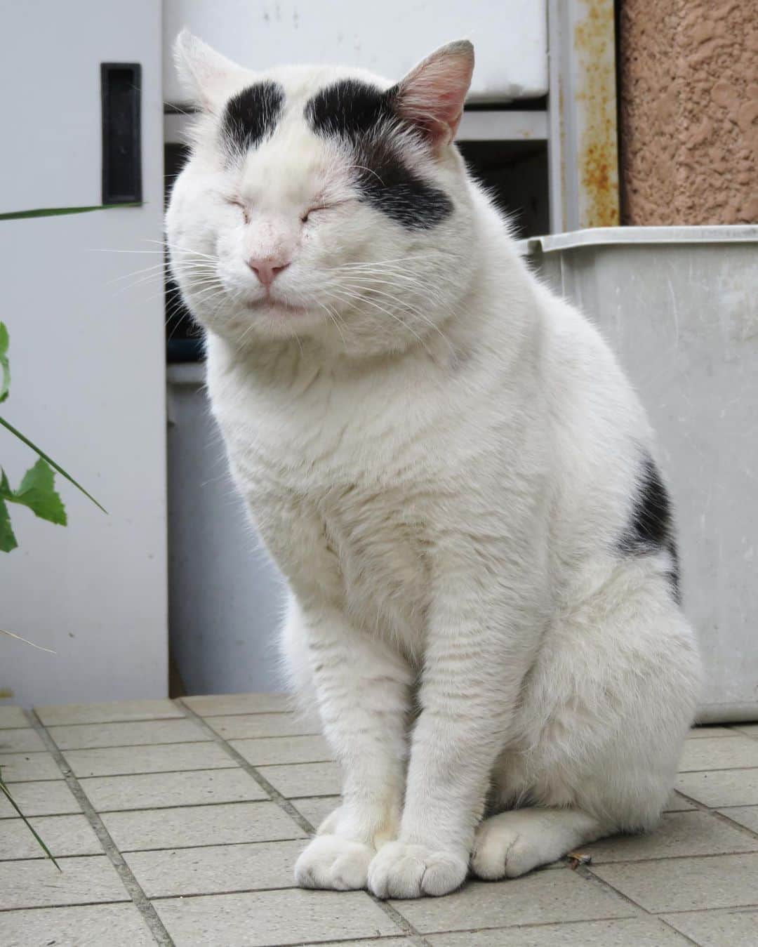 Kachimo Yoshimatsuさんのインスタグラム写真 - (Kachimo YoshimatsuInstagram)「今日の門番さん Today's Gatekeeper #uchinonekora #nanakuro #neko #cat #catstagram #kachimo #猫 #ねこ #うちの猫ら http://kachimo.exblog.jp」7月21日 17時29分 - kachimo