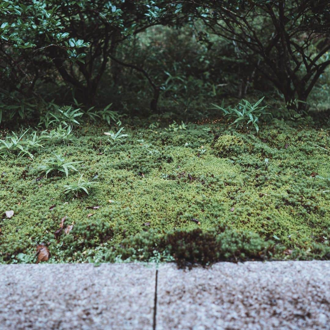 市川渚さんのインスタグラム写真 - (市川渚Instagram)「When will the rainy season end?﻿ ﻿ ﻿ ﻿ 湿度高めな写真たち。他の季節に来たらまた印象がガラリと変わりそう。﻿ちなみにMIHO MUSEUMはホスピタリティに満ち溢れていて、私が伺った日は雨だったのだけれど、駐車場から傘の貸し出しがあって、傘を管理するスタッフの方たちもいらっしゃった。一つ前のポストに載せたトンネルはそこそこ長さがあるので、電気自動車による送迎も。至れり尽くせりです。 ﻿ ﻿  #mihomuseum#ミホミュージアム#rainyseason#梅雨#landscape#landscapedesign#shiga#滋賀#nagikotrip#a7iii#sonya7iii#sonyalpha7iii#sonya#sonyalpha#carlzeisslenses#carlzeiss#batis25」7月21日 17時38分 - nagiko