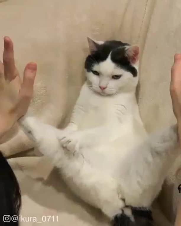 のインスタグラム：「Don't touch me⠀ ⠀ 📹@ikura_0711⠀ ⠀ #meowed #ikura0711 #🇯🇵 #kungfucat #kungfu」