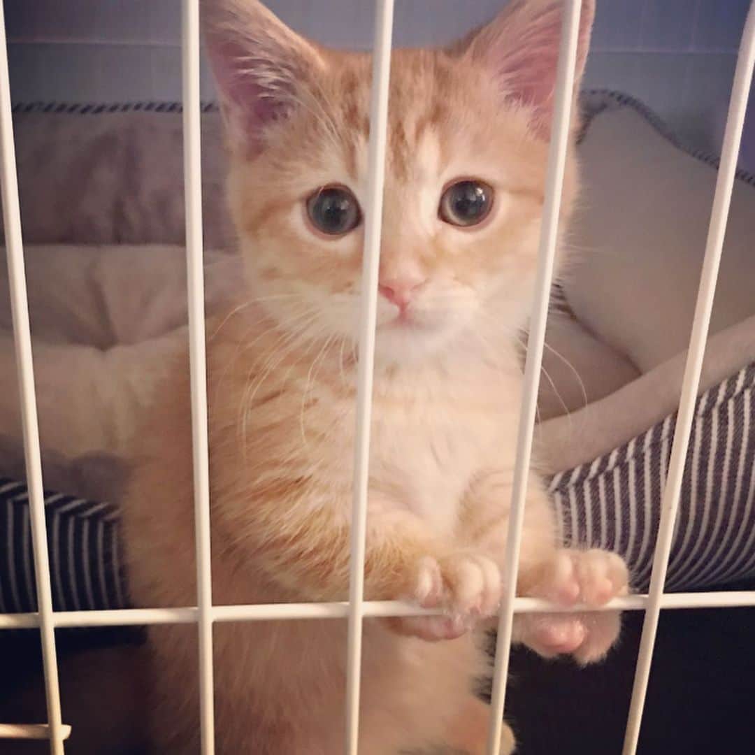 池田麻理子さんのインスタグラム写真 - (池田麻理子Instagram)「🐱  猫砂を買いに行ったペットショップで一目惚れして 子猫2匹を購入してしまうバカのインスタはこちらです..  もーう、かわいすぎてかわいすぎて。。 一生大事にします！！  #猫砂買いに行ってきます  #5匹目  #6匹目  #新しい家族 #ちっちゃすぎてまだ隔離中 #ミヌエット #かつおさん #シャルトリュー #そぼろさん #かつおとそぼろ #生後3ヶ月 #子猫 #猫 #cat #catstagram」7月21日 18時49分 - mariko_ikeda_