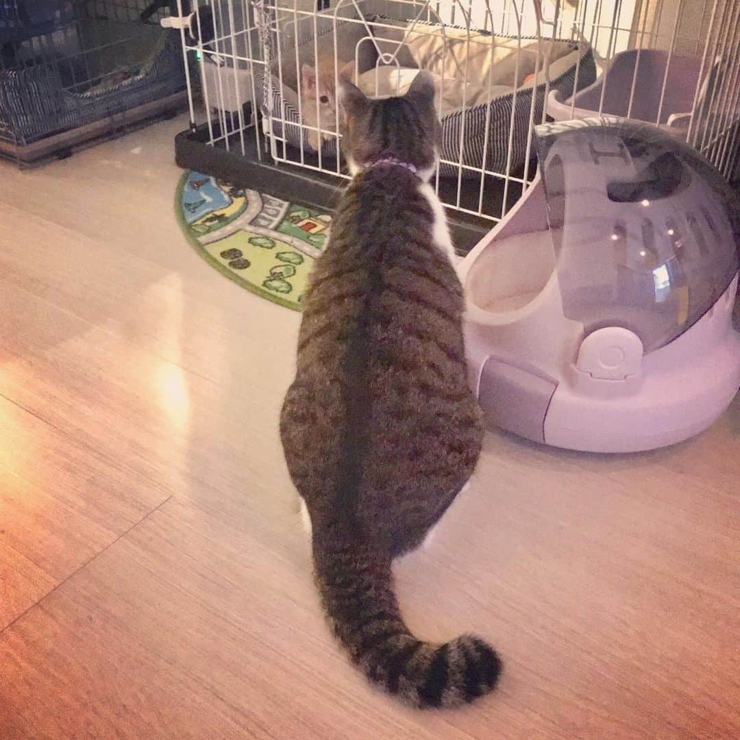 池田麻理子さんのインスタグラム写真 - (池田麻理子Instagram)「🐱  猫砂を買いに行ったペットショップで一目惚れして 子猫2匹を購入してしまうバカのインスタはこちらです..  もーう、かわいすぎてかわいすぎて。。 一生大事にします！！  #猫砂買いに行ってきます  #5匹目  #6匹目  #新しい家族 #ちっちゃすぎてまだ隔離中 #ミヌエット #かつおさん #シャルトリュー #そぼろさん #かつおとそぼろ #生後3ヶ月 #子猫 #猫 #cat #catstagram」7月21日 18時49分 - mariko_ikeda_