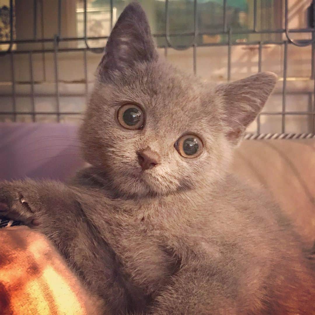 池田麻理子さんのインスタグラム写真 - (池田麻理子Instagram)「🐱  猫砂を買いに行ったペットショップで一目惚れして 子猫2匹を購入してしまうバカのインスタはこちらです..  もーう、かわいすぎてかわいすぎて。。 一生大事にします！！  #猫砂買いに行ってきます  #5匹目  #6匹目  #新しい家族 #ちっちゃすぎてまだ隔離中 #ミヌエット #かつおさん #シャルトリュー #そぼろさん #かつおとそぼろ #生後3ヶ月 #子猫 #猫 #cat #catstagram」7月21日 18時49分 - mariko_ikeda_