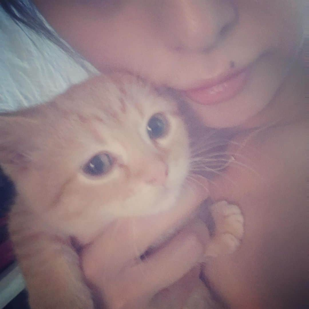 池田麻理子さんのインスタグラム写真 - (池田麻理子Instagram)「🐱  猫砂を買いに行ったペットショップで一目惚れして 子猫2匹を購入してしまうバカのインスタはこちらです..  もーう、かわいすぎてかわいすぎて。。 一生大事にします！！  #猫砂買いに行ってきます  #5匹目  #6匹目  #新しい家族 #ちっちゃすぎてまだ隔離中 #ミヌエット #かつおさん #シャルトリュー #そぼろさん #かつおとそぼろ #生後3ヶ月 #子猫 #猫 #cat #catstagram」7月21日 18時49分 - mariko_ikeda_