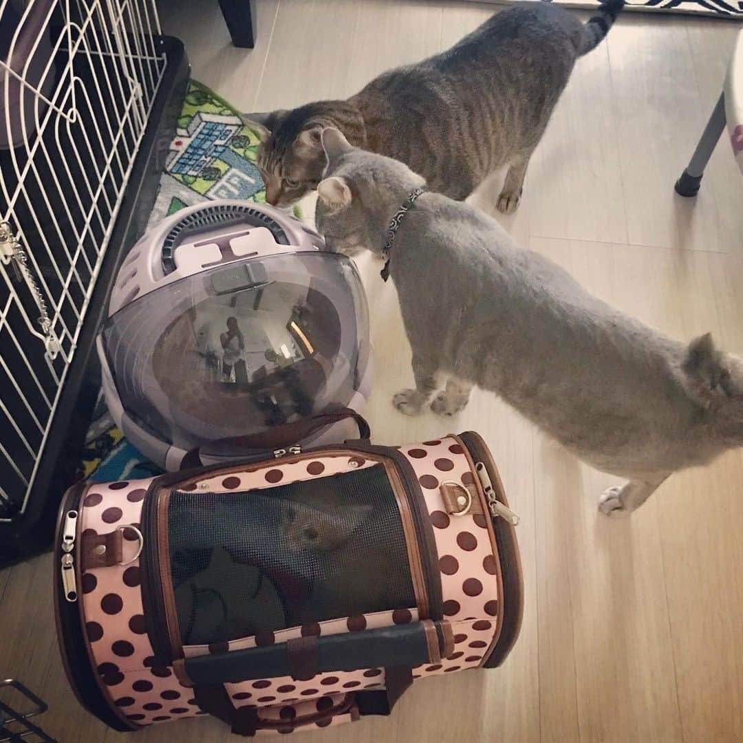 池田麻理子さんのインスタグラム写真 - (池田麻理子Instagram)「🐱  猫砂を買いに行ったペットショップで一目惚れして 子猫2匹を購入してしまうバカのインスタはこちらです..  もーう、かわいすぎてかわいすぎて。。 一生大事にします！！  #猫砂買いに行ってきます  #5匹目  #6匹目  #新しい家族 #ちっちゃすぎてまだ隔離中 #ミヌエット #かつおさん #シャルトリュー #そぼろさん #かつおとそぼろ #生後3ヶ月 #子猫 #猫 #cat #catstagram」7月21日 18時49分 - mariko_ikeda_