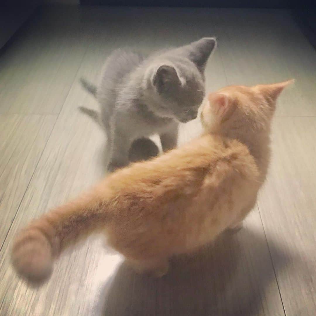 池田麻理子さんのインスタグラム写真 - (池田麻理子Instagram)「🐱  猫砂を買いに行ったペットショップで一目惚れして 子猫2匹を購入してしまうバカのインスタはこちらです..  もーう、かわいすぎてかわいすぎて。。 一生大事にします！！  #猫砂買いに行ってきます  #5匹目  #6匹目  #新しい家族 #ちっちゃすぎてまだ隔離中 #ミヌエット #かつおさん #シャルトリュー #そぼろさん #かつおとそぼろ #生後3ヶ月 #子猫 #猫 #cat #catstagram」7月21日 18時49分 - mariko_ikeda_